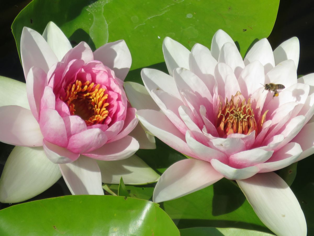 imagini hotel jiva beach fethiye